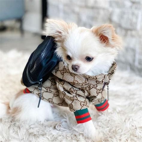 designer dog coats gucci|cat wearing gucci.